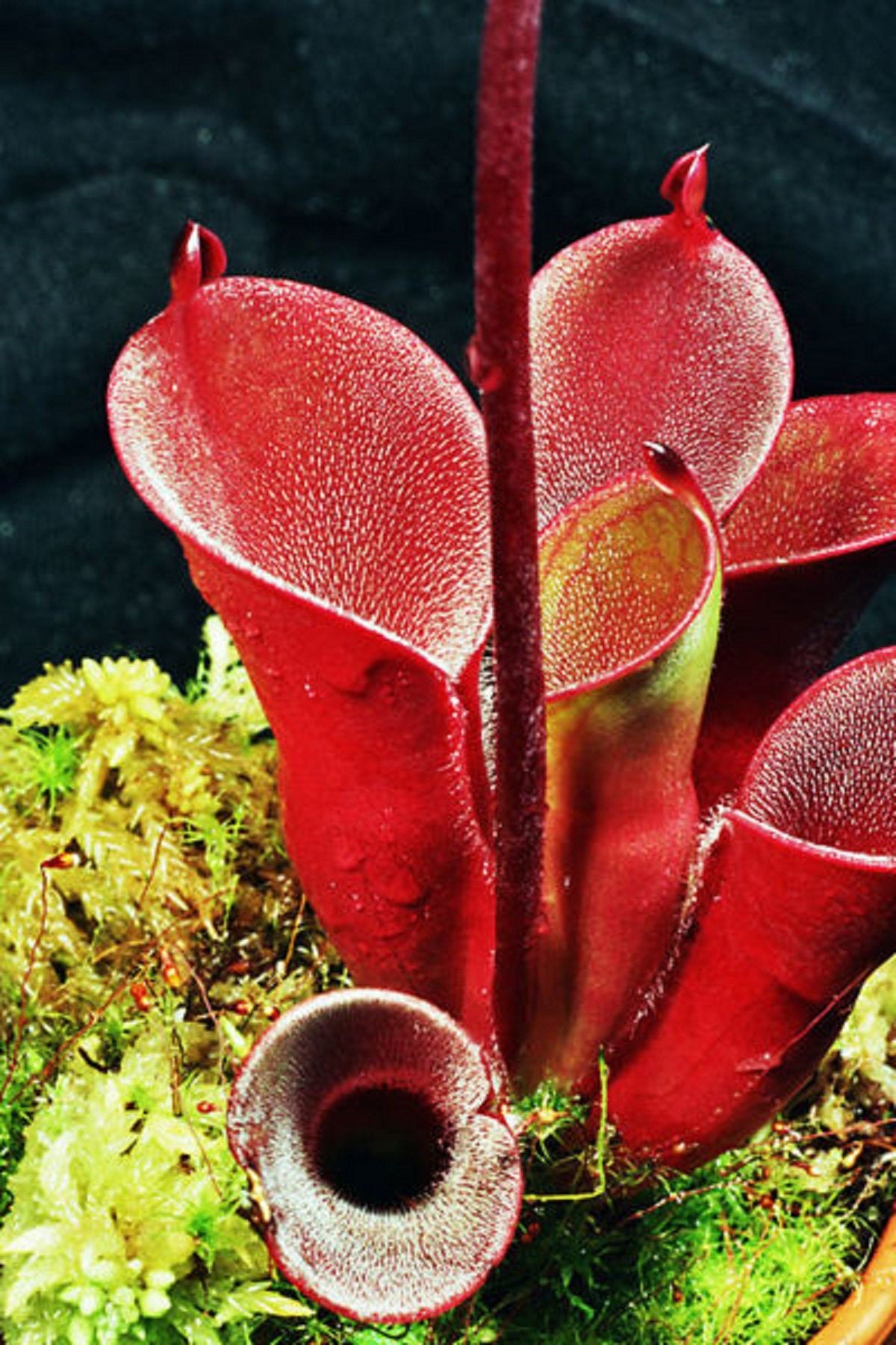 Heliamphora Pulchella〜驚くべき毛深い食虫植物〜非常にまれな3つの
