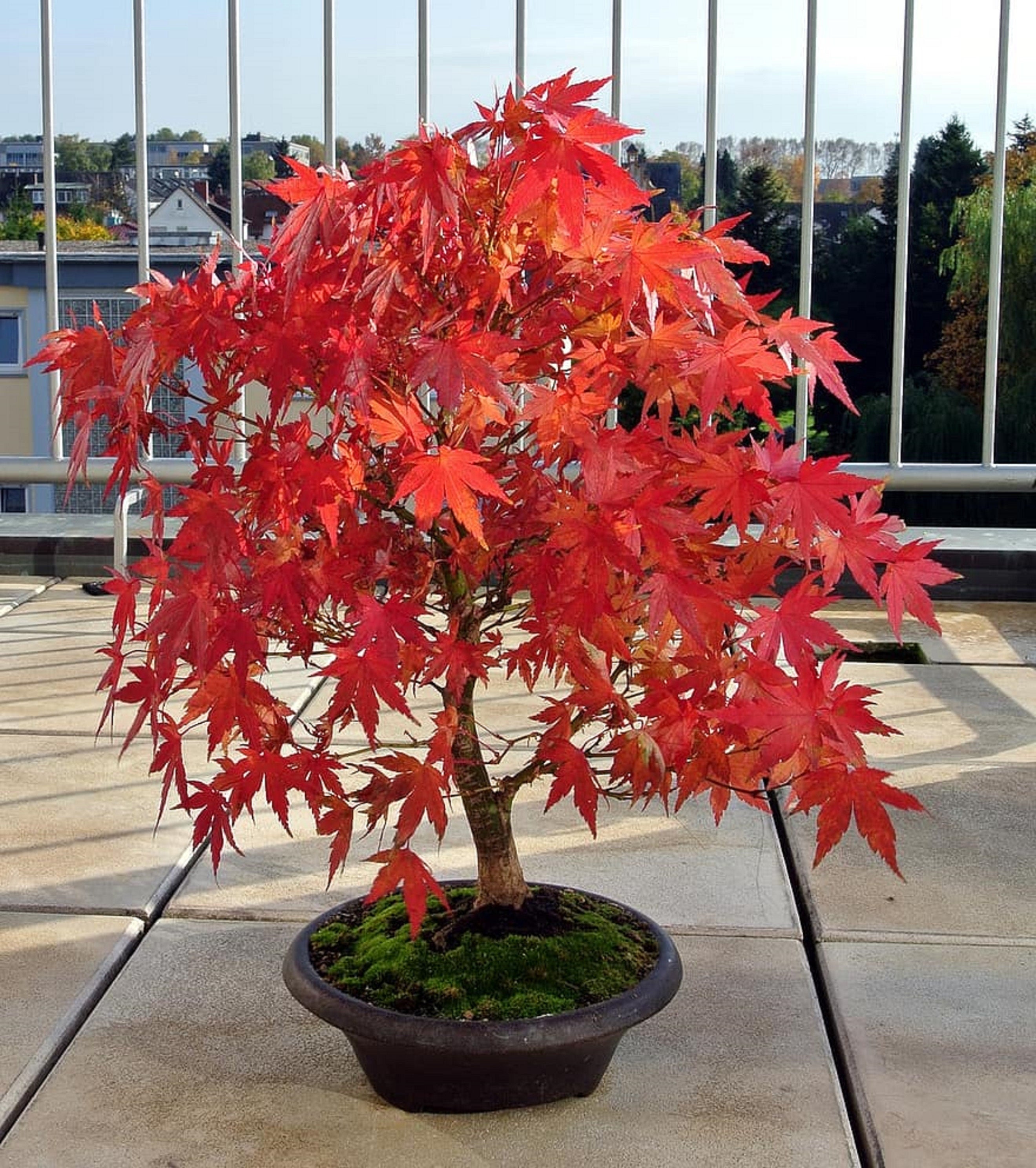 Redleaf Maple Bonsai Tree - Acer palmatum atropurpureum, Rare Plant Seeds