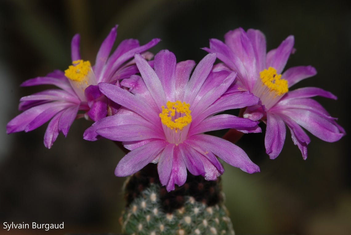 Neoraimondia Arequipensis - Big Bed of Straw - Rare Weird Cactus