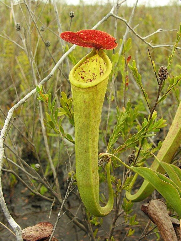 Nepenthes Tenax *非常にまれなオーストラリアの低地*食虫植物* 5 