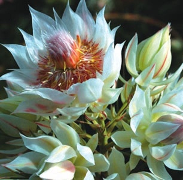 Serruria Florida, Blushing Bride, Plants A-Z