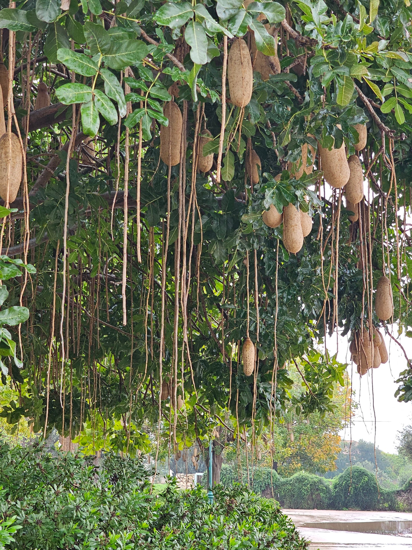 Picture showing Kigelia africana fruits hanging on the tree [1].