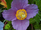 Meconopsis Betonicifolia ‘Hensol Violet'