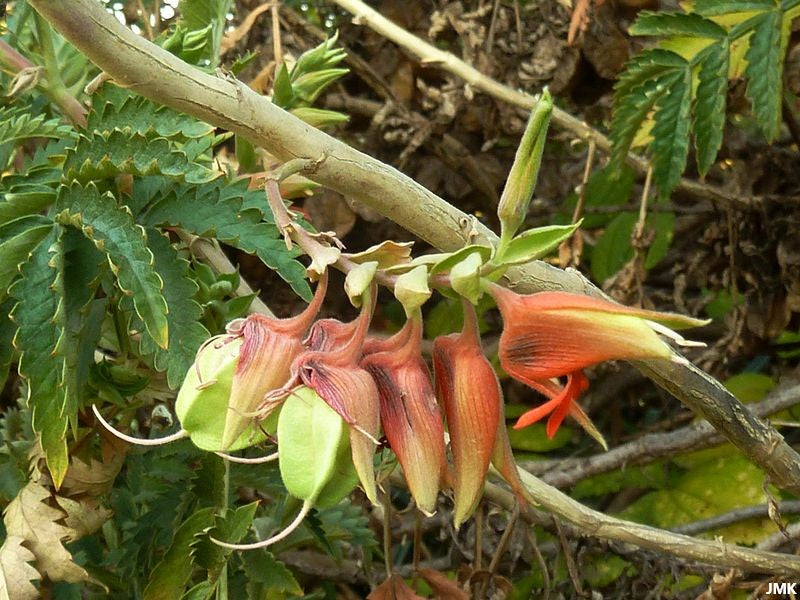 Melianthus Comosus - Tufted Honey Flower - Rare Flowering Plant - 5 Seeds
