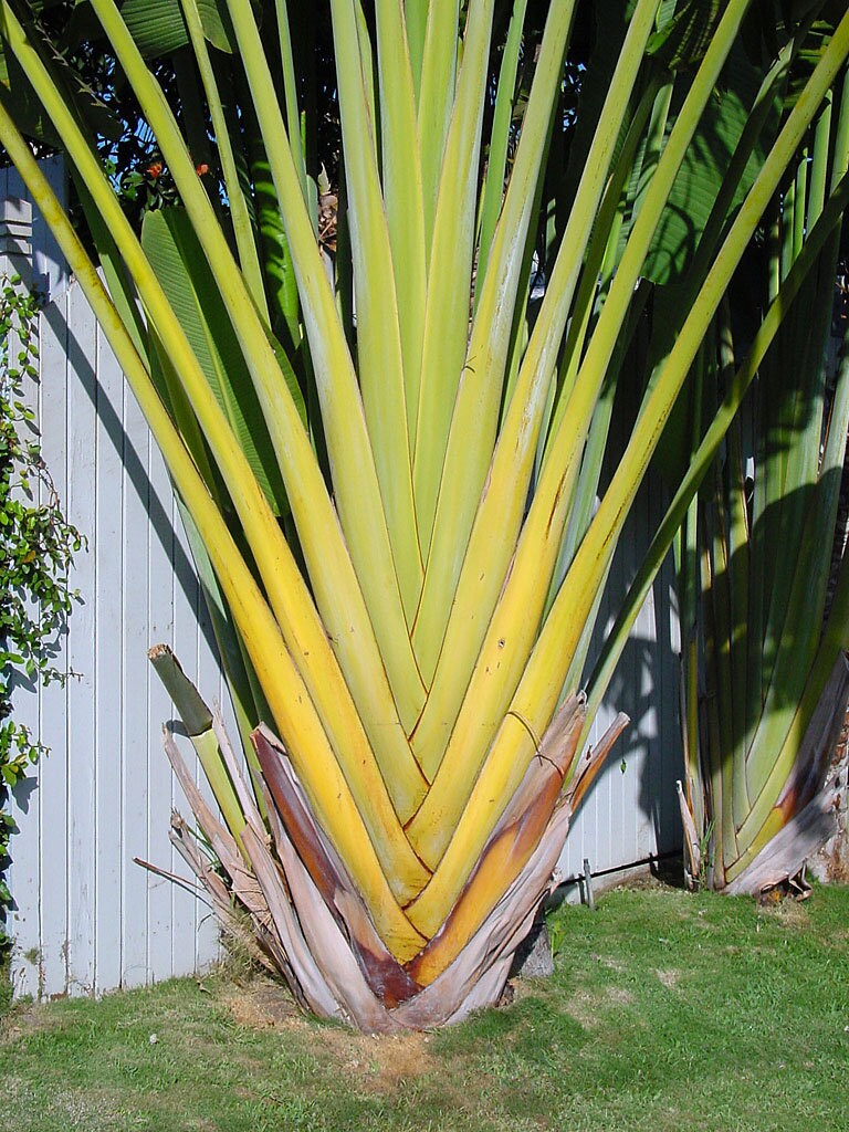Ravenala madagascariensis – Madagascan Travelers Palm – Buy seeds at