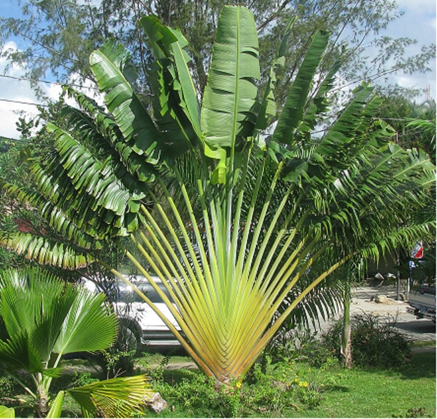Traveler's Palm Ravenala Madagascariensis Exotic -  Sweden
