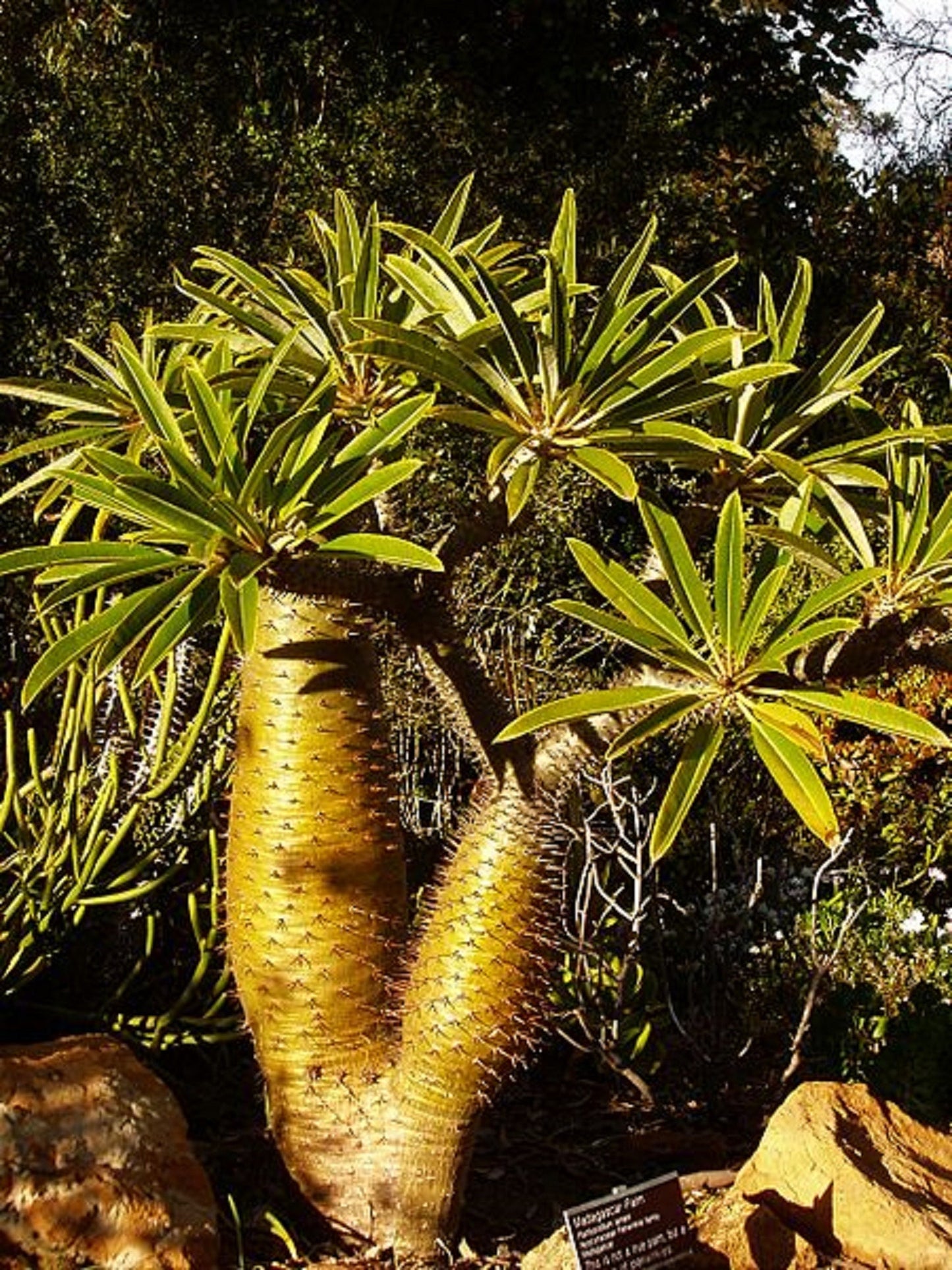 RAVENALA madagascariensis - Travelers Palm, seed, buy – Australian