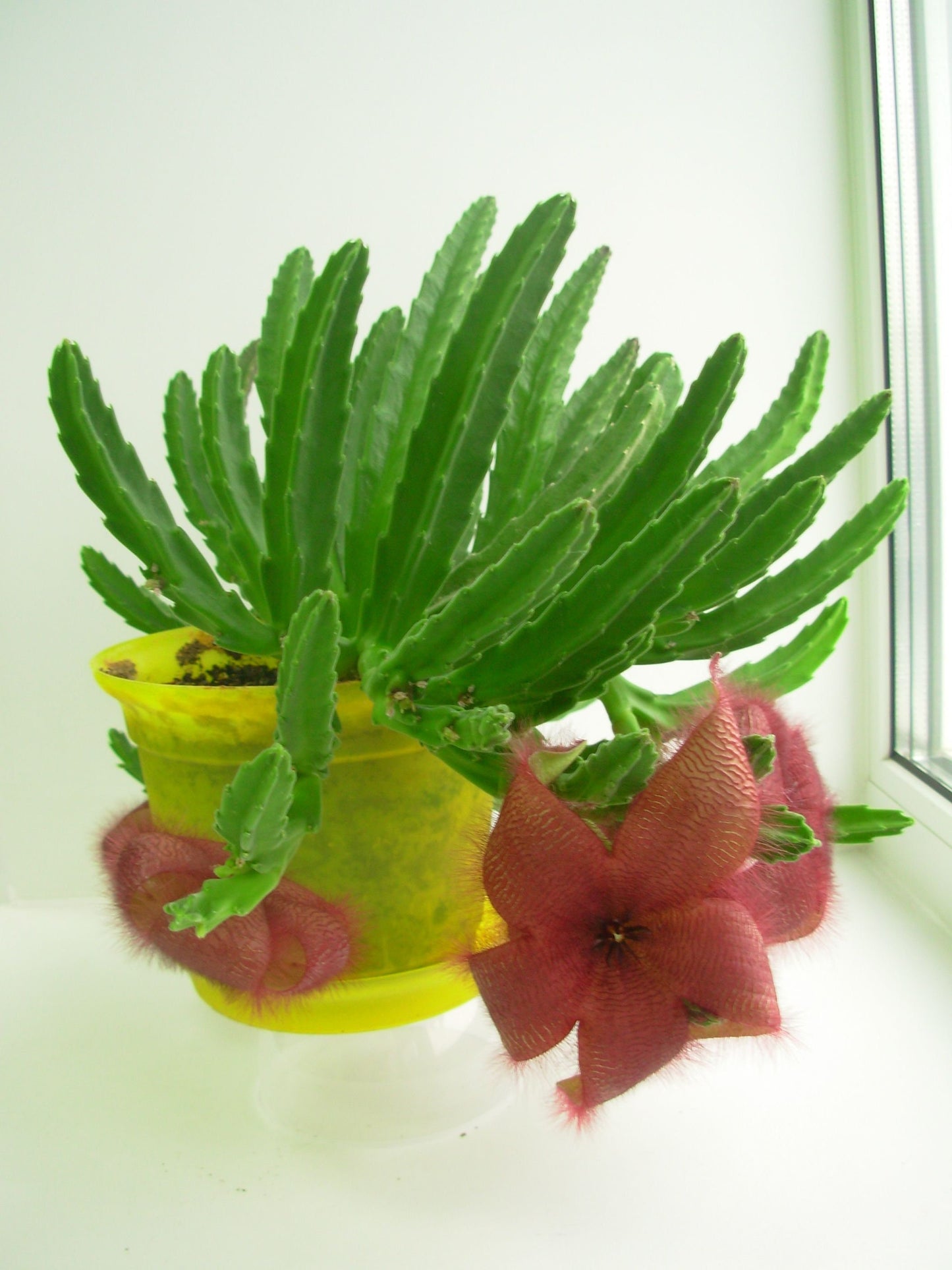 Stapelia Gettleffii * Carrion Flower Plant * Incrível Suculenta Roxa * Raro * 3 Sementes
