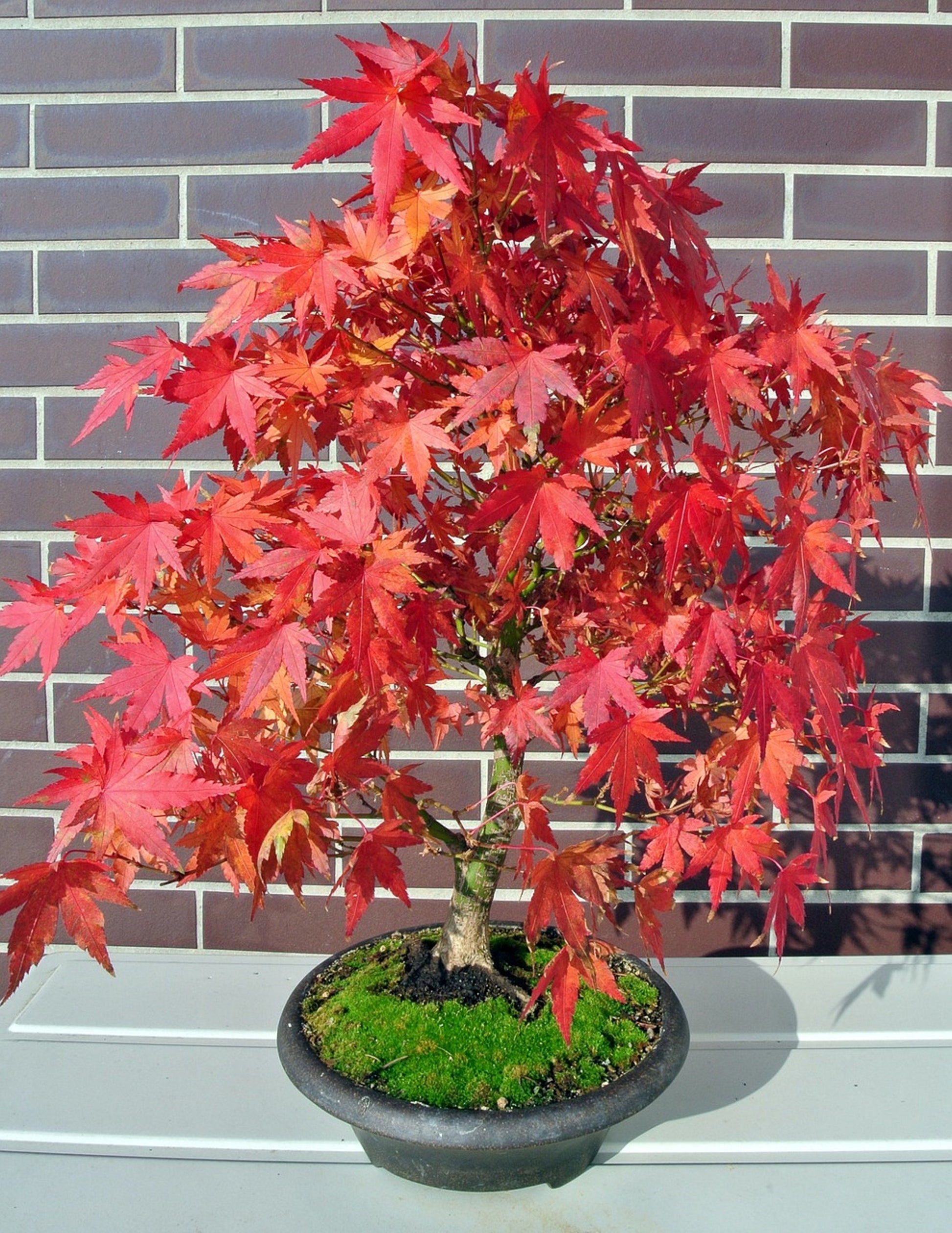Acer Rubrum * Red Maple Bonsai Tree * * 10 Seeds IDSeeds Farm
